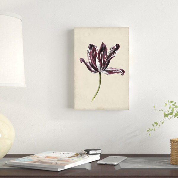 August Grove® Antique Tulip Study IV by Naomi Mccavitt Wrapped Canvas